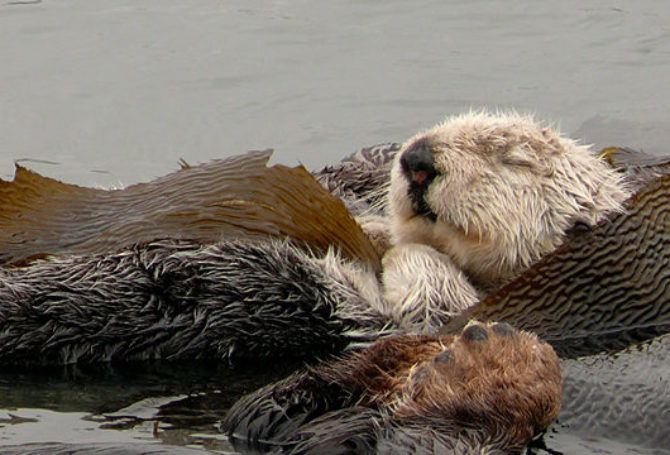 Image for Sea Otters, Seaweed, Cows and Naturally Reducing GHG Emissions