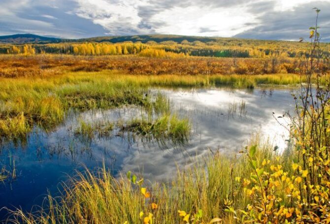 Image for Supreme Court Narrows EPA Wetlands Regulation