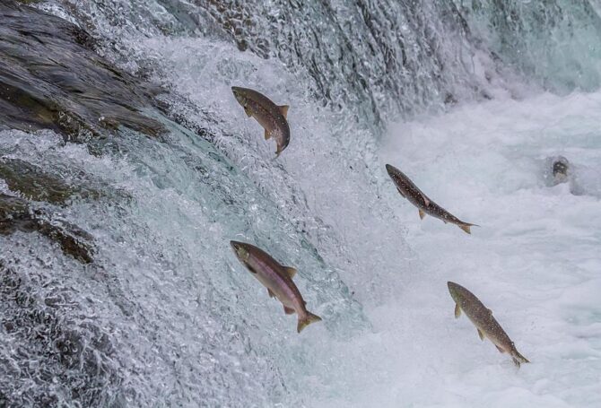 Image for Wild Salmon Run Restoration Has ‘Failed’